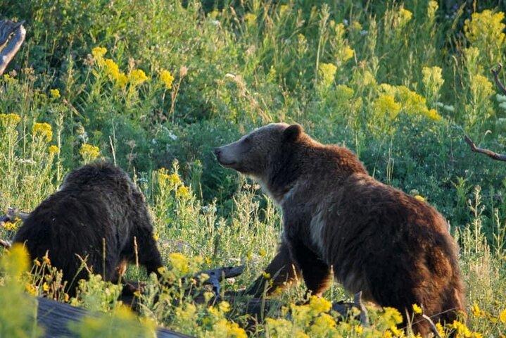 Dagtour met gids door Yellowstone