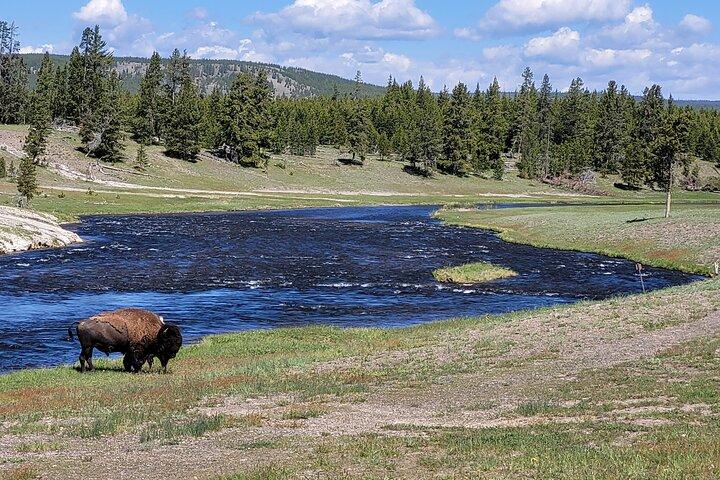 Dagtour met gids door Yellowstone