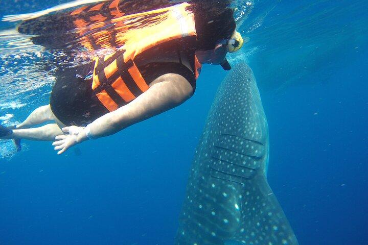 Whale Shark Tour Isla Mujeres