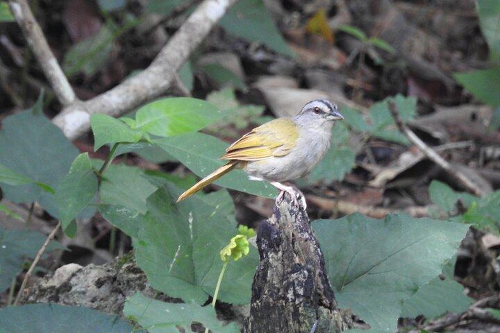 Avistamiento de aves de medio día en Puerto Morelos