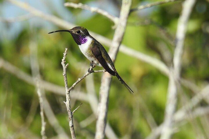 Observação de aves de meio dia em Puerto Morelos
