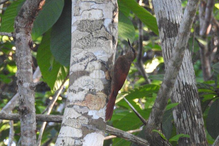Observação de aves de meio dia em Puerto Morelos