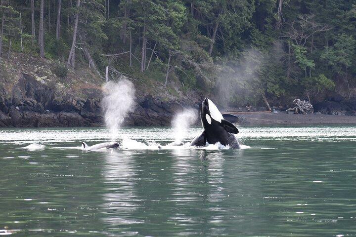 Excursión de Avistamiento de Ballenas Anacortes - Zodiac Boat