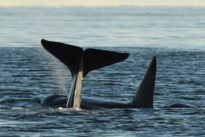Excursión de Avistamiento de Ballenas Anacortes - Zodiac Boat