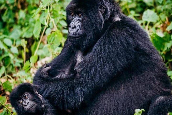 Circuit royal de 7 jours au Rwanda avec gorilles, chimpanzés, culture et lacs