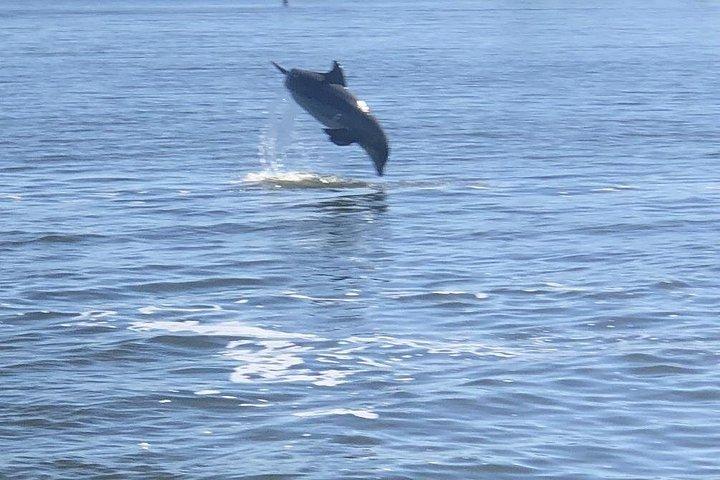 Cocoa Beach Delfin- und Wildtiertour