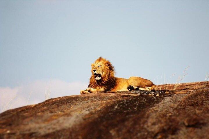 5 giorni di safari in campeggio al lago Manyara / Tarangire, Serengeti e Ngorongoro.