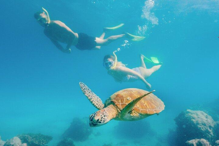 Schnorcheln oder Glasbodenboot auf Green Island ab Cairns