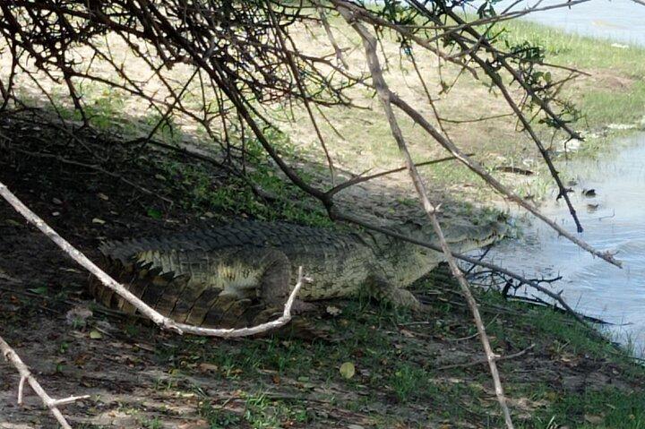 ザンジバル&バック発3日間セルース(ニエレレ国立公園)サファリ
