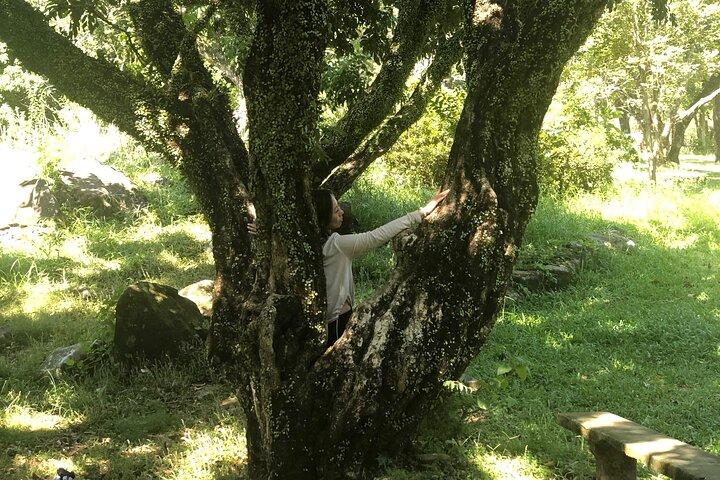 Begeleide bosbaden Natuuronderdompeling Hong Kong