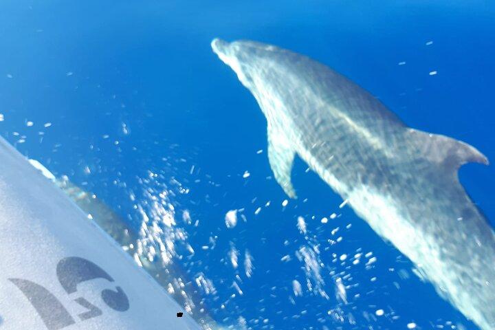 SEA SAFARI, Delfini, Balene, snorkeling, snack e drink, 2 h di motoscafo