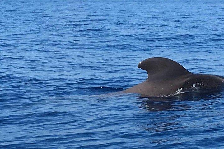 シーサファリ、イルカ、クジラ、シュノーケリング、スナックとドリンク、2時間のスピードボート
