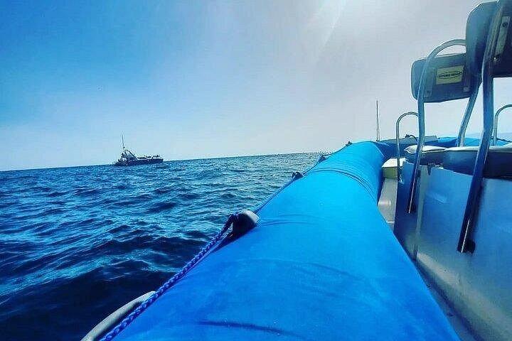 シーサファリ イルカ、クジラ、3時間スピードボート ディスカバリーツアー