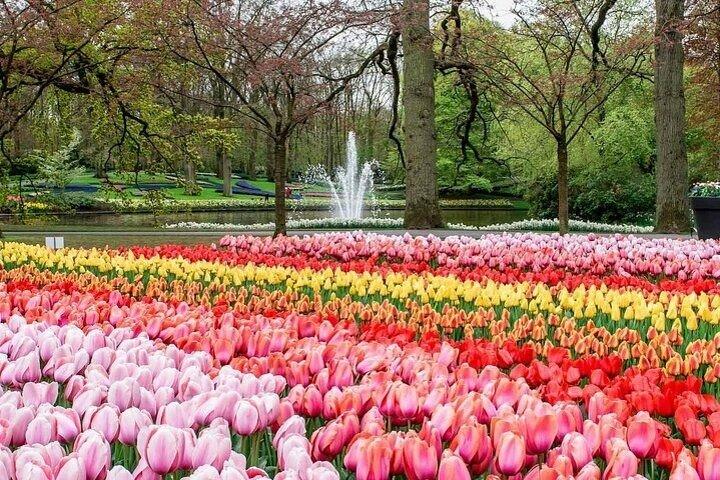 Tour privato del parco Keukenhof e dei campi di tulipani da Rotterdam
