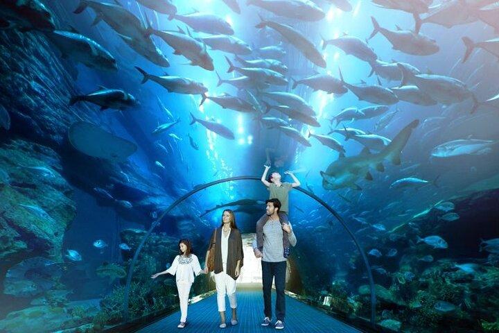 ドバイ モール水族館と水中動物園のチケット