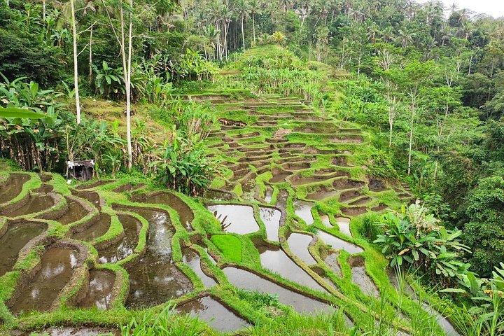 Ubud Wunderschöne Halbtages Downhill-Radtour mit Mittagessen