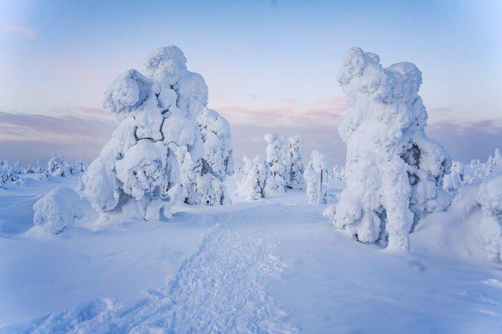 Arktiskt äventyr genom magiska frusna skogar i Riisitunturi