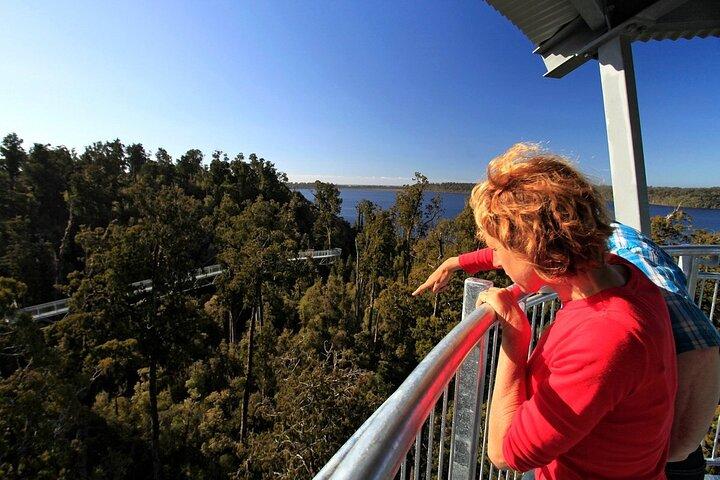 West Coast Tower Zipline & Treetop Walk Combo