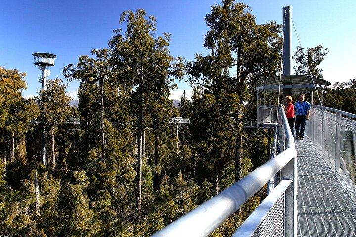 West Coast Tower Zipline & Treetop Walk Combo