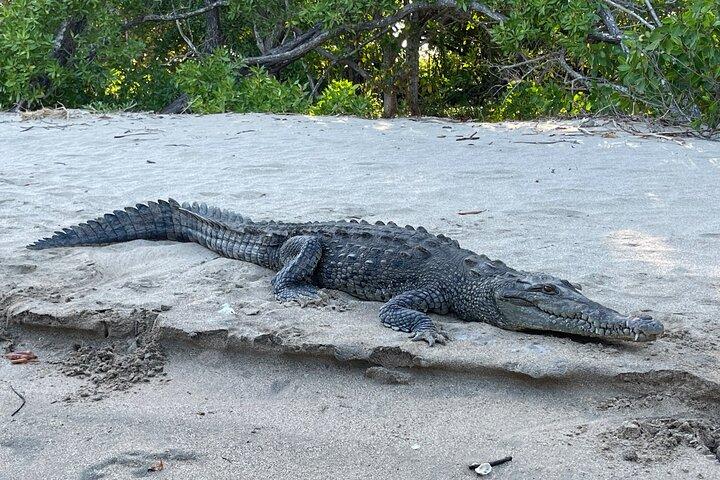 Excursion à Tamarindo : observation des oiseaux, des crocodiles et des singes