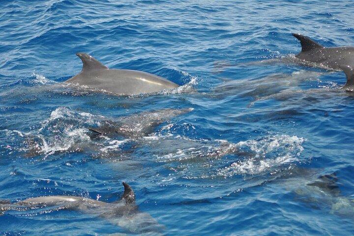 Tour des dauphins bananes depuis Soma/Sahl/makadi/Safaga