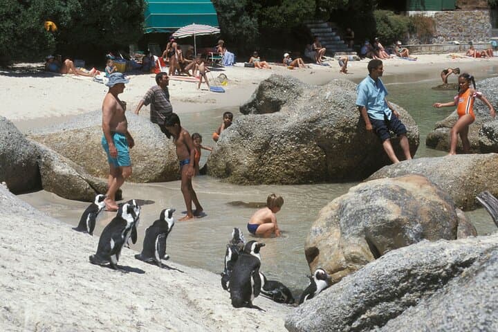 Boulders Beach Cape Town: Swimming With Penguin & Close Encounter Half Day Tour