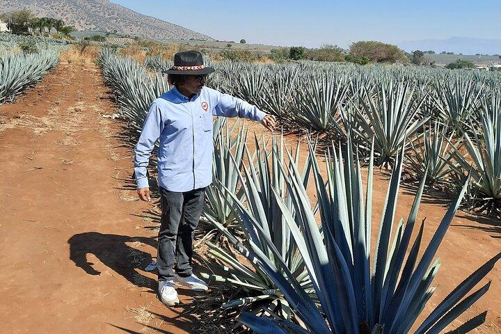 Tour della tequila per l'intera giornata da Guadalajara