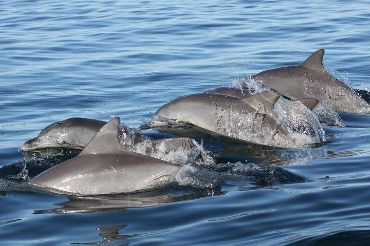 Aventure d'observation et de bombardement des dauphins à St. Pete