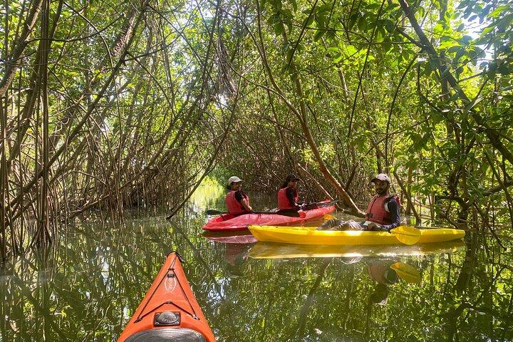 Kajaksejlads i Mangroveskoven i Paravur Backwaters nær Varkala og Kollam
