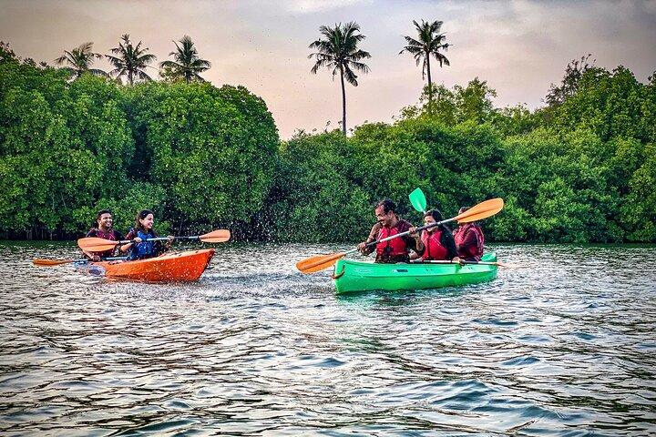 Kajaksejlads i Mangroveskoven i Paravur Backwaters nær Varkala og Kollam