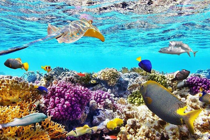 VIP: excursión de snorkel a la Isla Blanca y Ras Mohamed