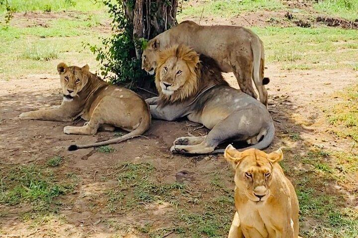 4 días Parque Nacional Tarangire, Parque Nacional Serengeti y Cráter Ngorongoro