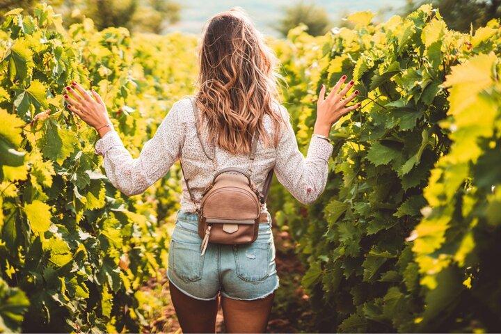 Évasion de raisin d'une journée sur la route des vins d'Alsace via Strasbourg