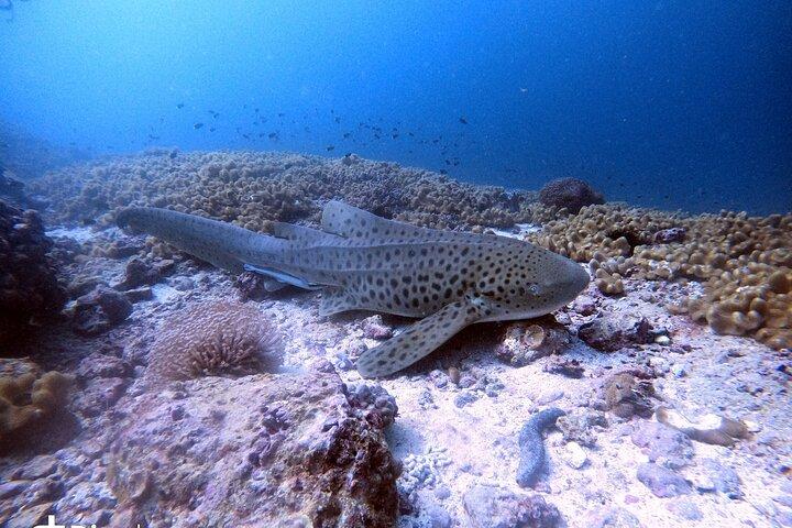Escursioni subacquee alle isole Dimaniyat