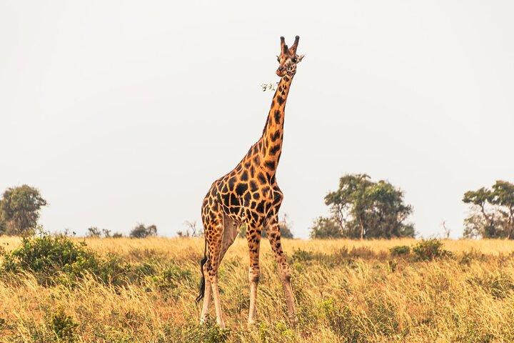 Visite privée de 3 jours dans le parc national de Murchison Falls