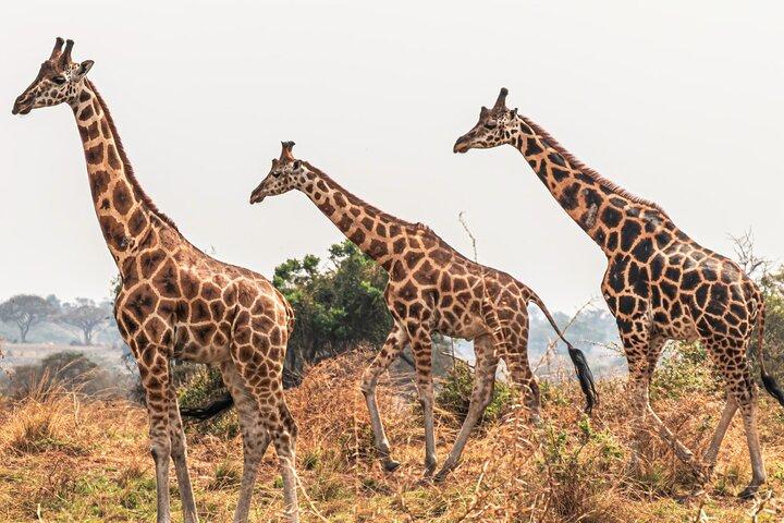 Visite privée de 3 jours dans le parc national de Murchison Falls