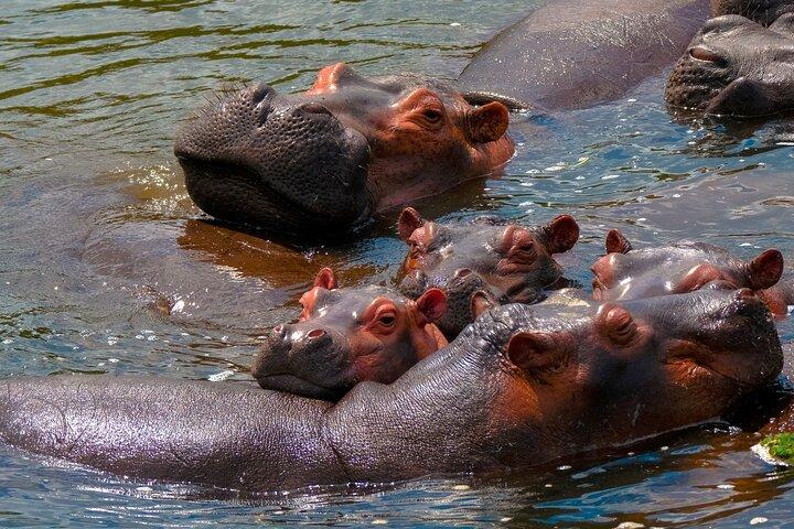Visite privée de 3 jours dans le parc national de Murchison Falls