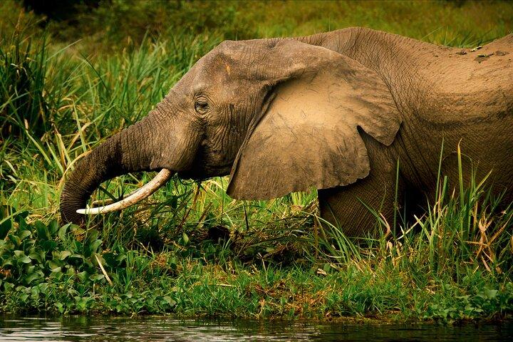 Visite privée de 3 jours dans le parc national de Murchison Falls