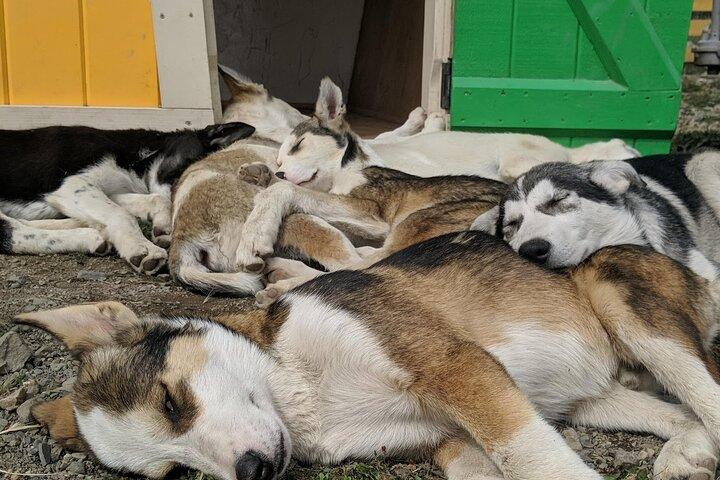 Yukon Husky Puppy speeltijd en toptour