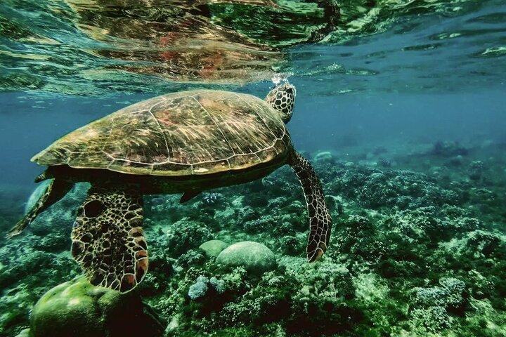 2 Hours Private Scuba Diving Activity in Qantab Beach