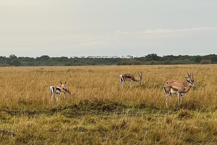 Lake Nakuru, Naivasha & Masai Mara 5 Days 4x4 Jeep Safari