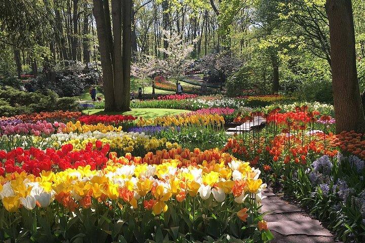 Half Day Keukenhof Tulip Paradise Trip from Amsterdam
