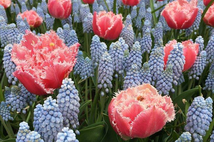 Half Day Keukenhof Tulip Paradise Trip from Amsterdam
