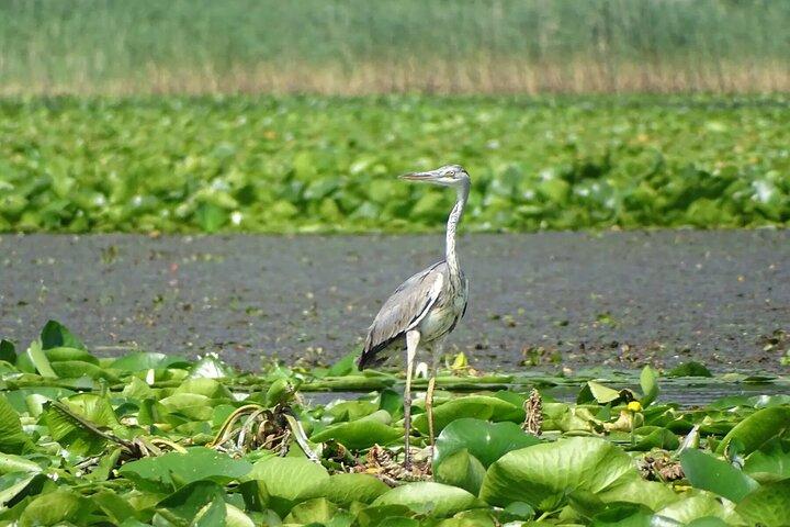 Skip The Line: National Park Skadar Lake - Biljetter