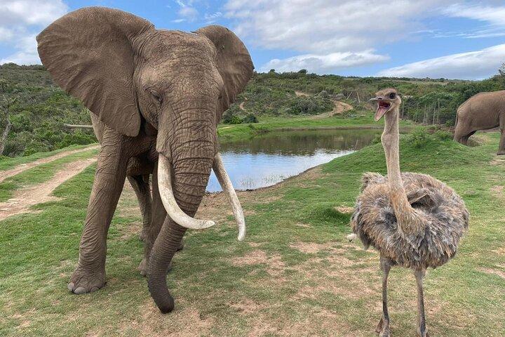 Safari Big 5: A Full-Day Guided Tour in Aquila Private Game Reserve
