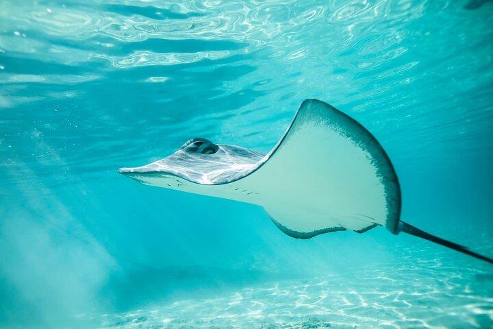 半日ツアー ラグーン ディスカバリー 海洋動物 植物 小グループ