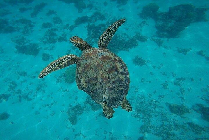 半日ツアー ラグーン ディスカバリー 海洋動物 植物 小グループ
