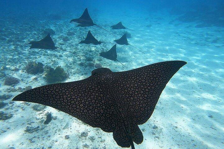 半日ツアー ラグーン ディスカバリー 海洋動物 植物 小グループ