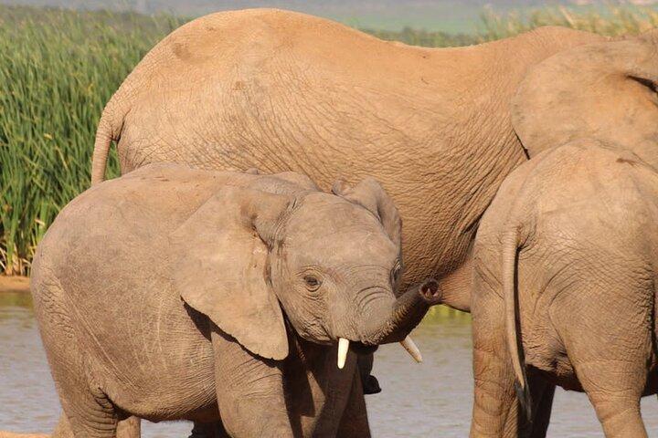 Visa tillgängliga rum för Addo Elephant Park Full Day Safari, Only Big 7 National Park