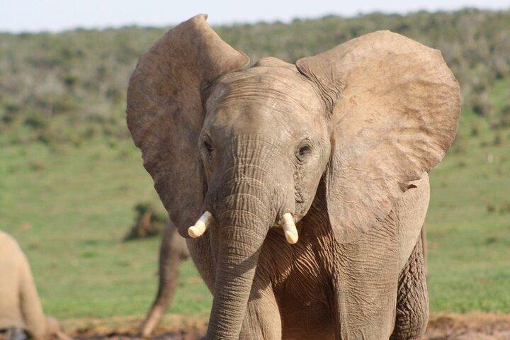 Visa tillgängliga rum för Addo Elephant Park Full Day Safari, Only Big 7 National Park